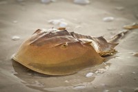 /album/venta-de-mascotas-exoticas2/cangrejo-herra-jpg/